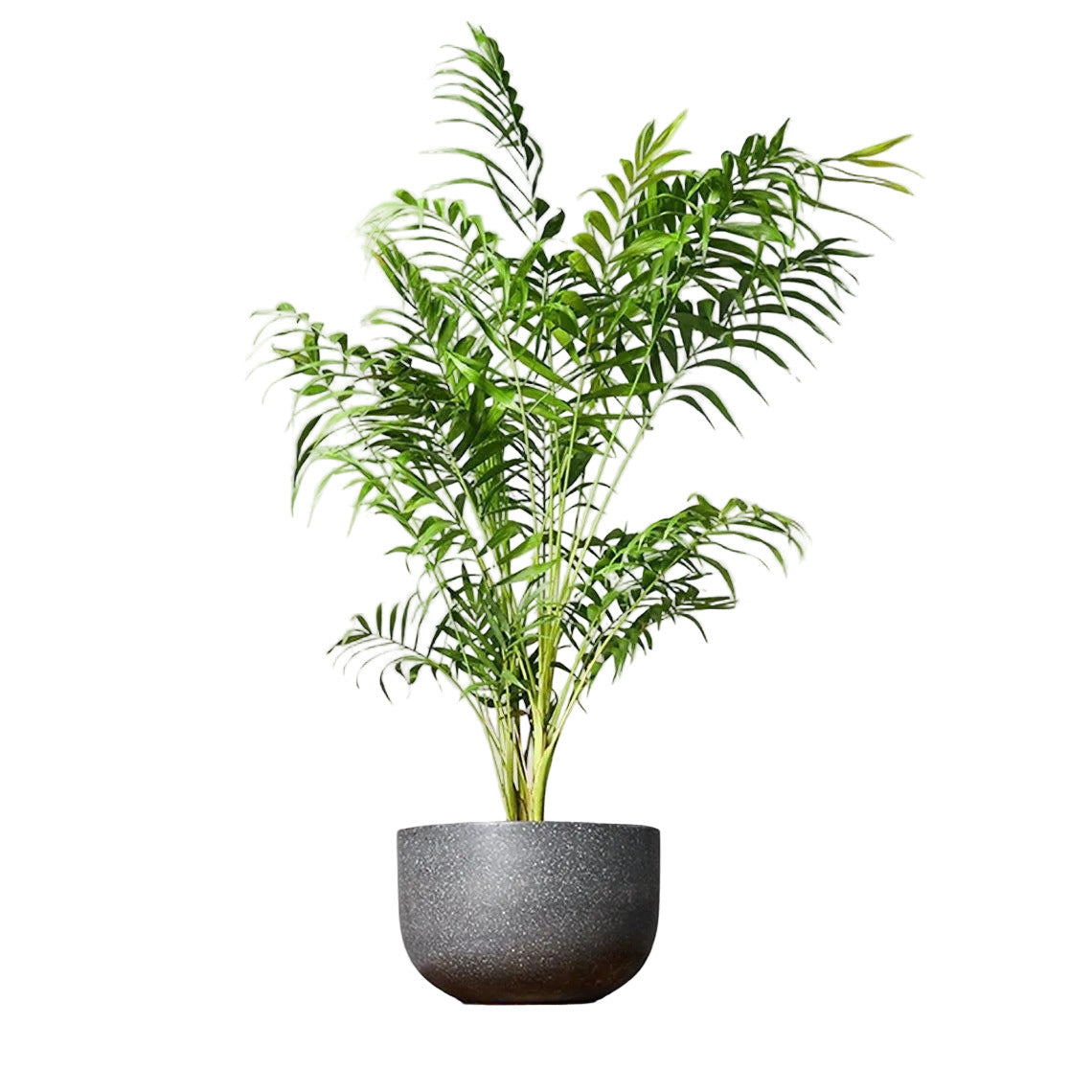 Parlor Palm Bamboo Stylish & Low Maintenance