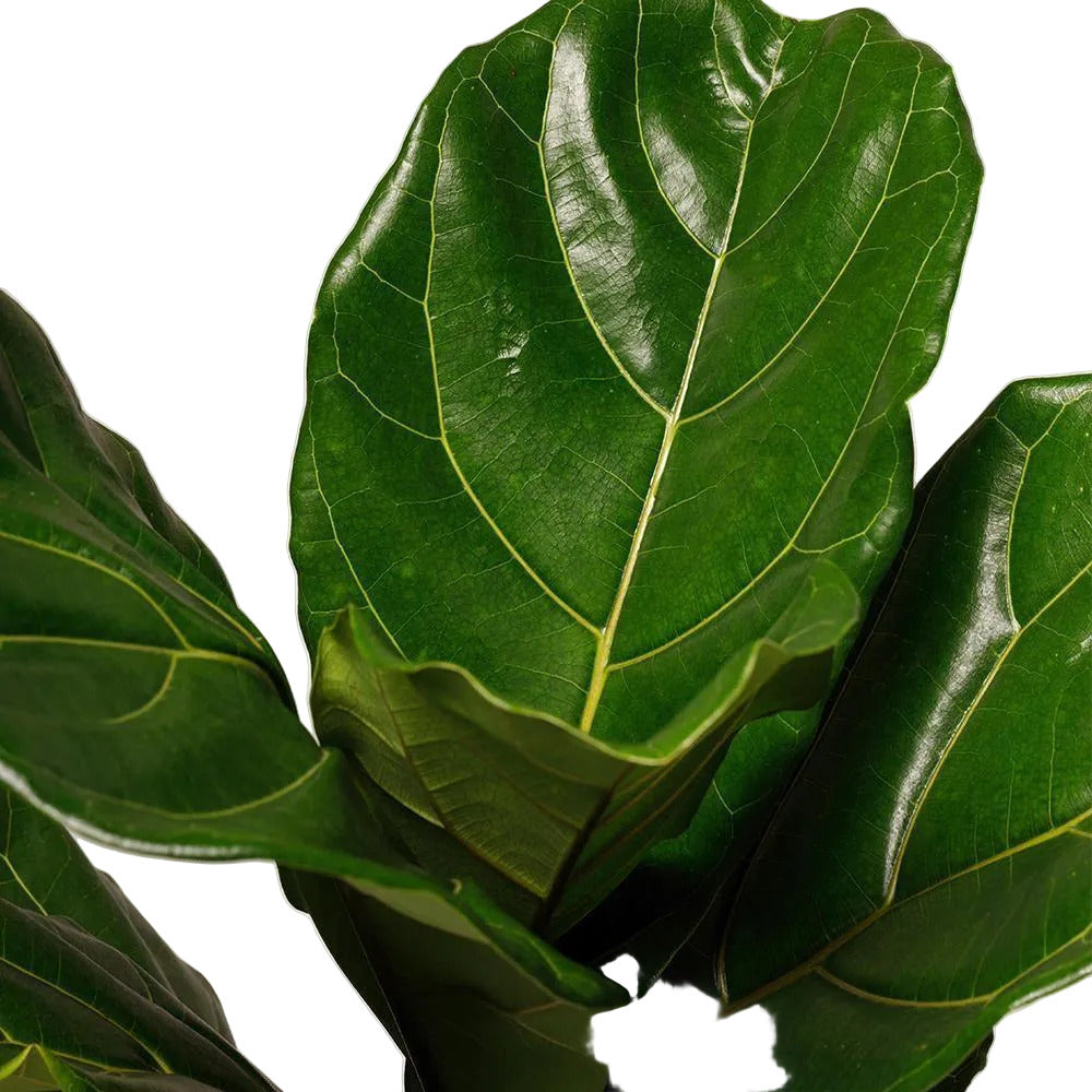 The Tropical Treasure Fig  A Leafy Statement