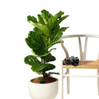 The Tropical Treasure Fig  A Leafy Statement