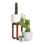 San Pedro Cactus  Iconic Andean Cactus