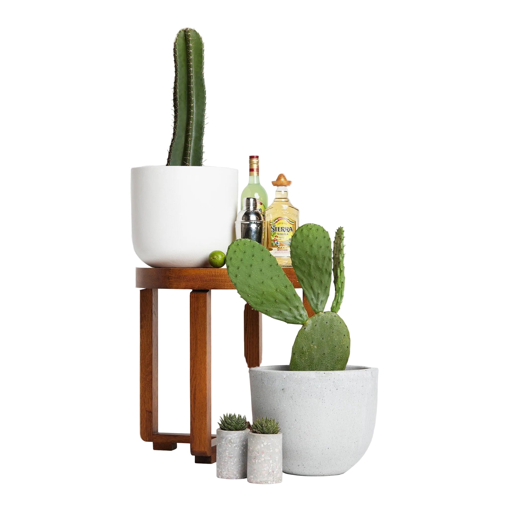 San Pedro Cactus  Iconic Andean Cactus