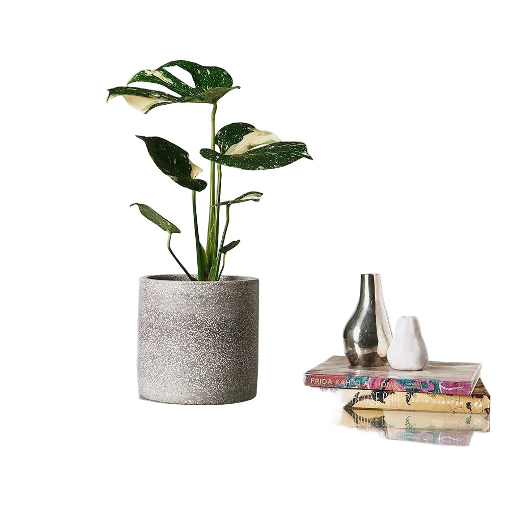 Monstera Thai Constellation – Easy Care Houseplant